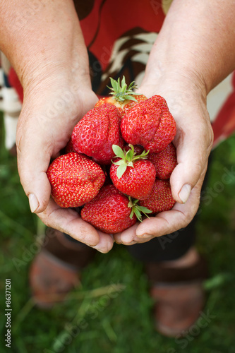 Fresh strawberries in old woman hands