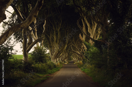Dark hedges (Northern Ireland) Game of Thrones film location