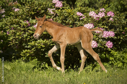 Fototapeta Naklejka Na Ścianę i Meble -  Vollblut Araber Fohlen