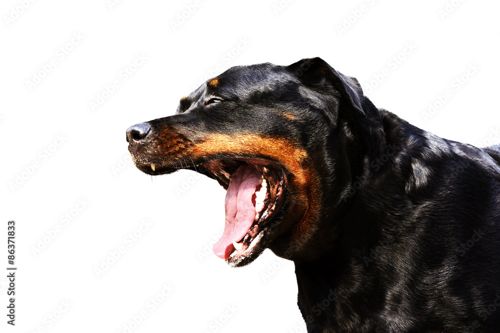Portrait of a purebred rottweiler Portrait of a purebred rottweiler