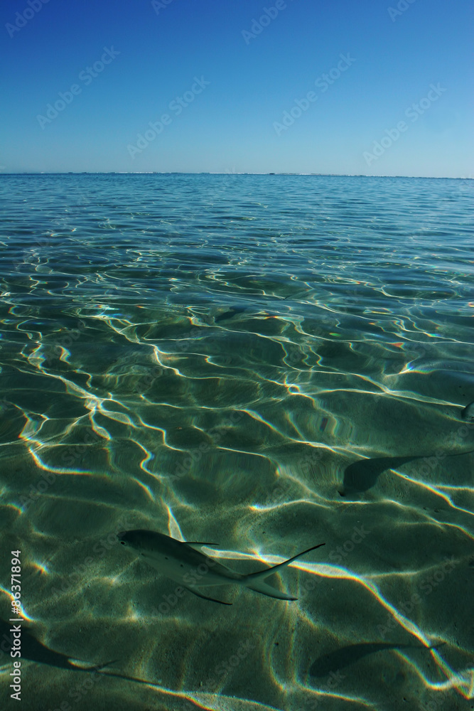 Common Dart Reef Fish seen through Clear Water at Ningaloo Reef Western Australia