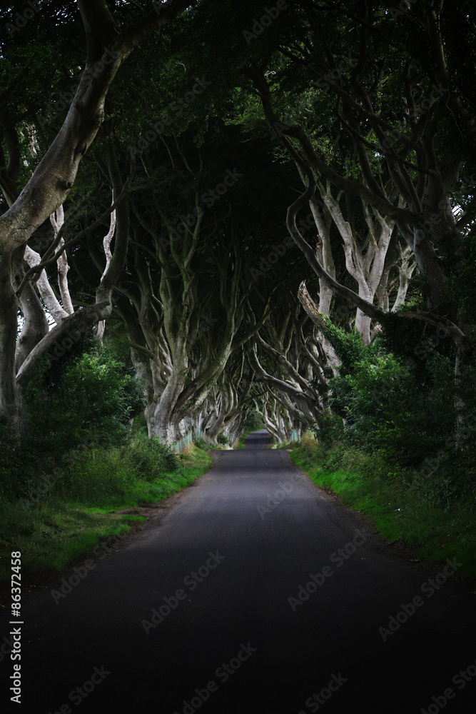 Naklejka premium Dark hedges (Northern Ireland) Game of Thrones film location