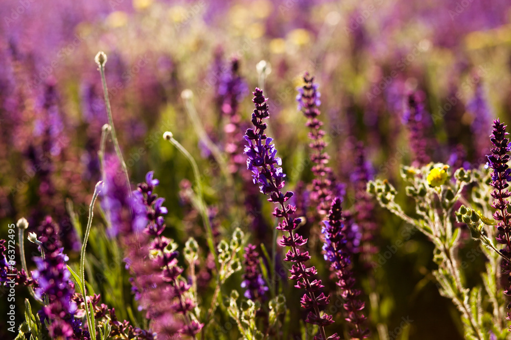 Naklejka premium Summer meadow