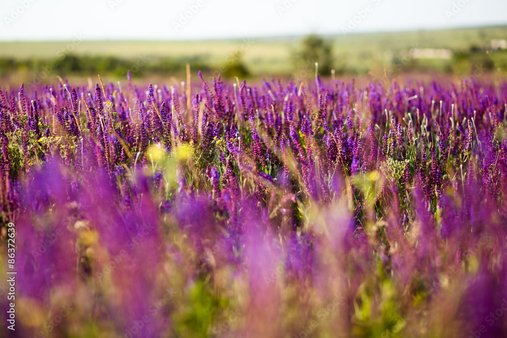 Obraz premium Summer meadow