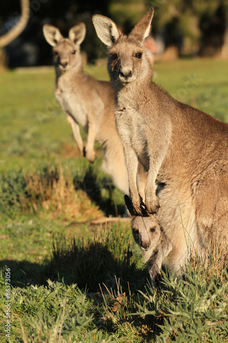 Fototapeta Naklejka Na Ścianę i Meble -  Kangaroo mother standing with Joey looking out of Pouch