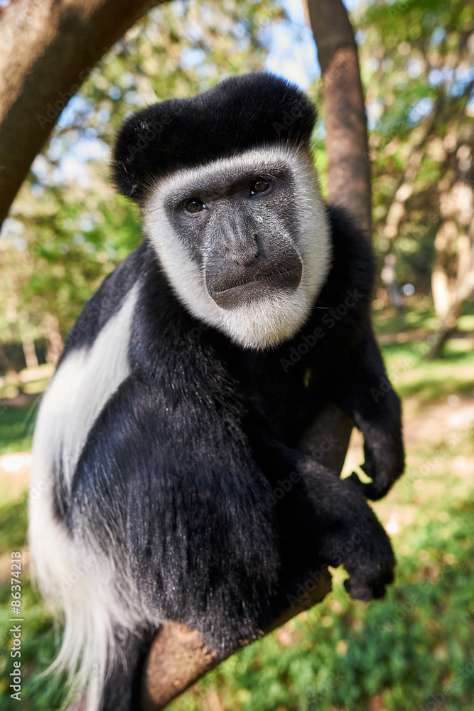 Obraz premium Colobus Monkey