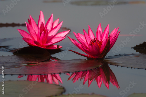 Beautiful Water Lilies with reflection