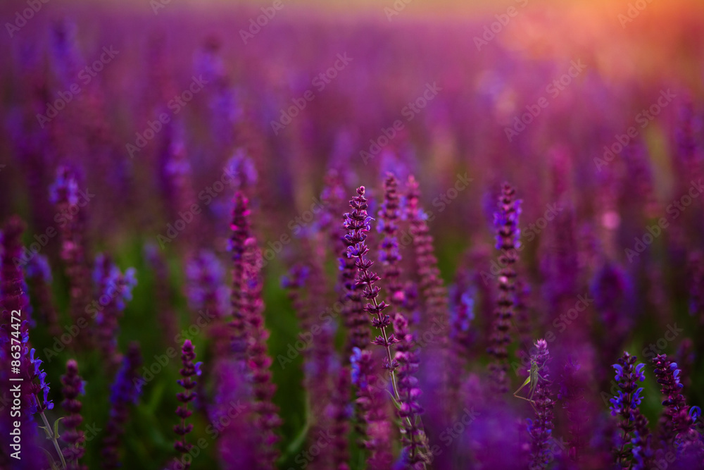 Summer meadow Summer meadow