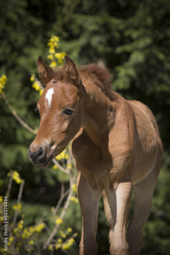 Fototapeta premium Vollblut Araber Fohlen