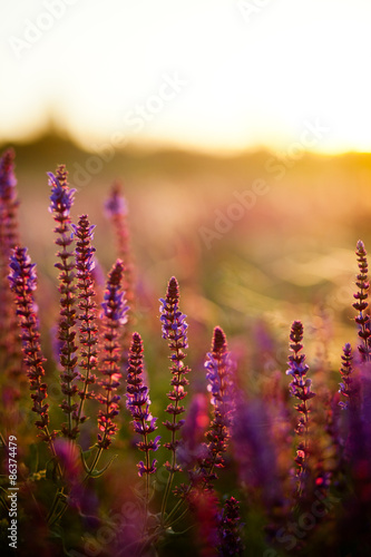 Summer meadow