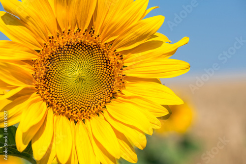Fototapeta Naklejka Na Ścianę i Meble -  sunflower close-up