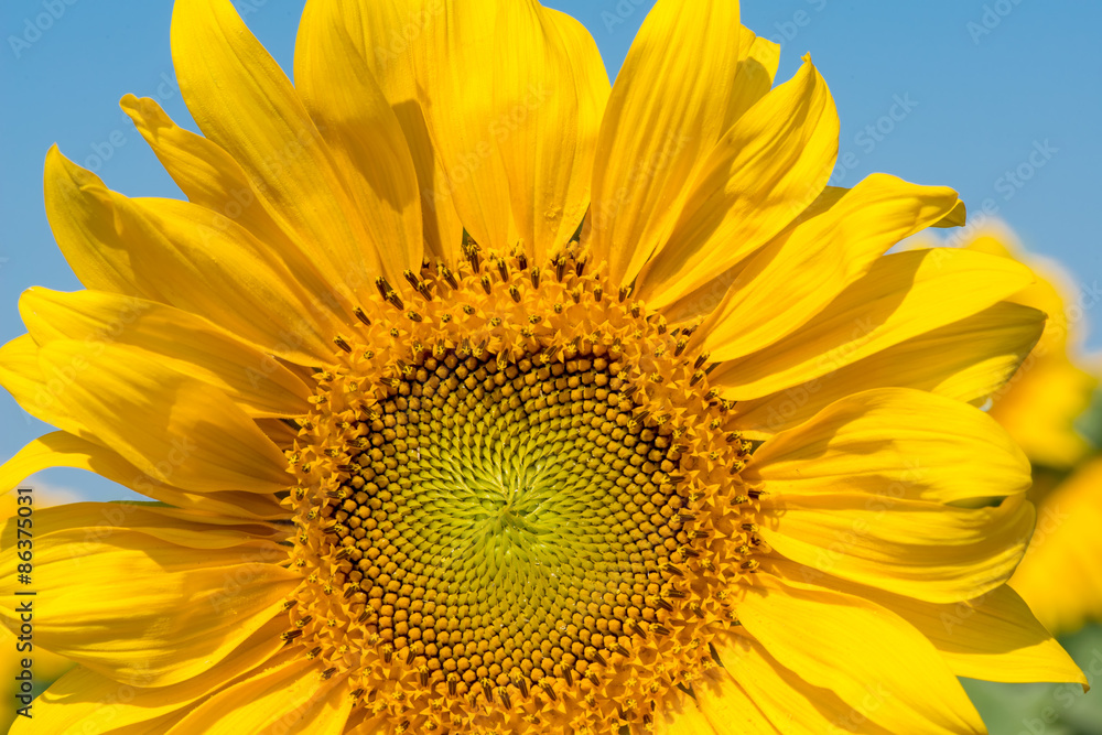 Obraz premium sunflower close-up