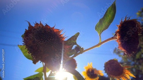 Heads of a sunflower in the intermediate stage of maturity on photo