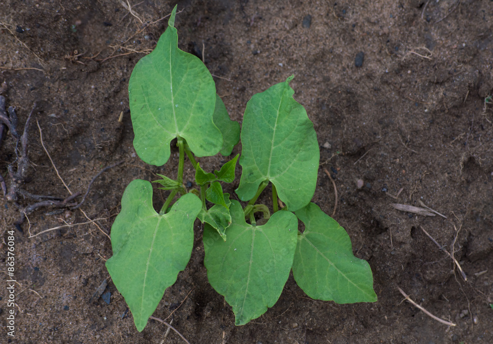 Young bean plant in the field Young bean plant in the field