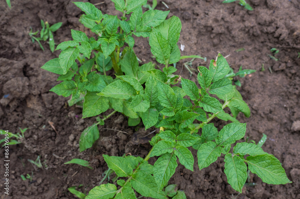 Potato plant in the field Potato plant in the field