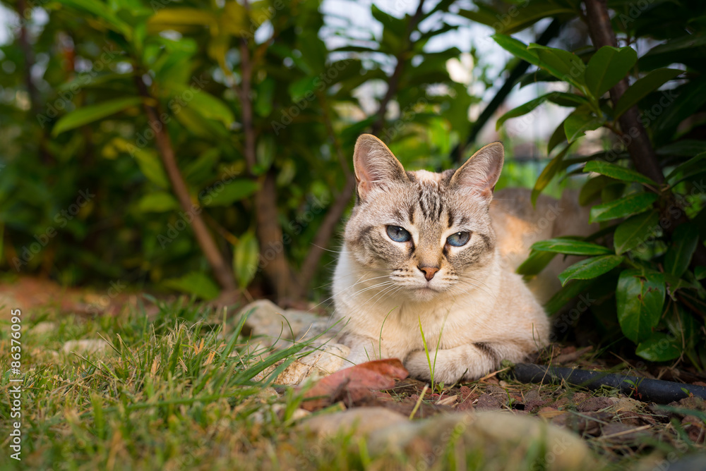 Cat lying down on the grass looking at camera