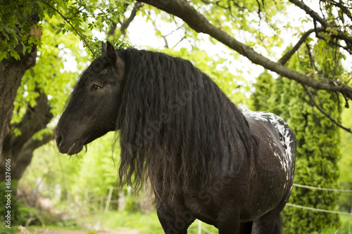 Fototapeta Naklejka Na Ścianę i Meble -  Noriker Kaltblut Hengst