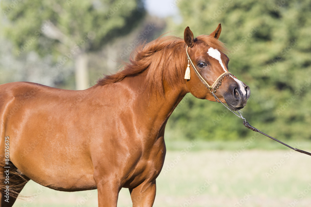 Naklejka premium Vollblut Araber Hengst