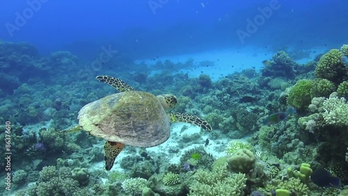 Turtle Swimming over Coral Reef, underwater scene
