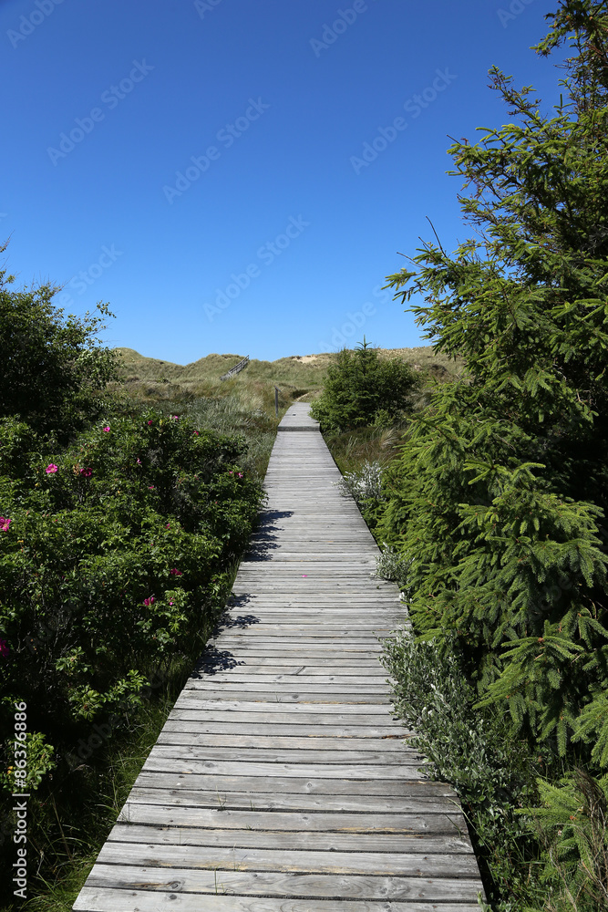 Wittmoor bog trackway in Amrum Wittmoor bog trackway in Amrum
