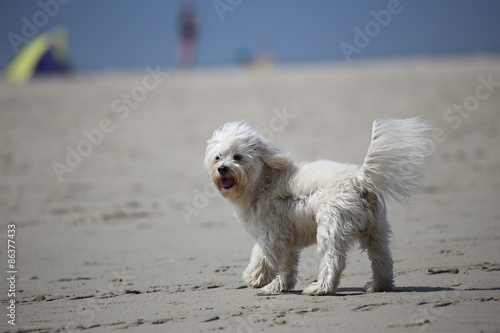Dog on a Beach