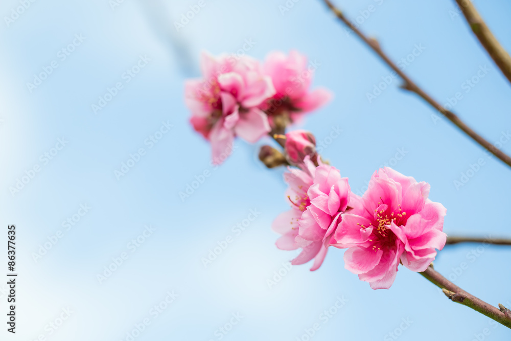 Obraz premium Wild himalayan cherry spring blossom.