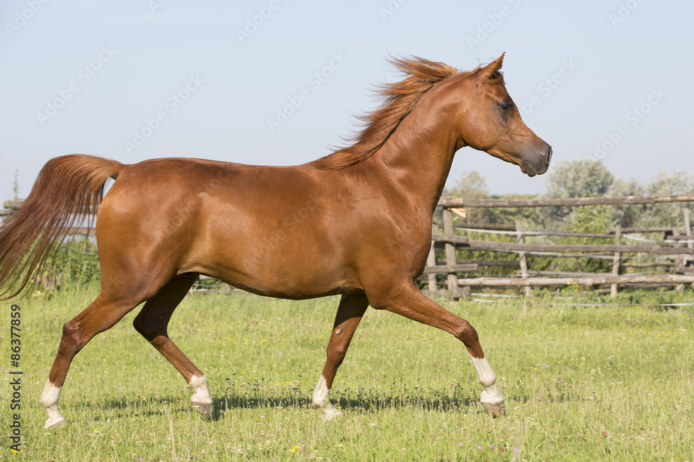 Fototapeta premium Vollblut Araber Fuchs