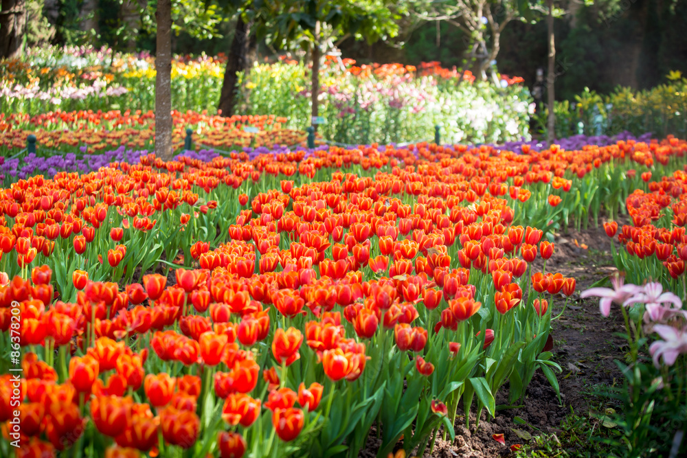 Beautiful tulips in the garden flowers.