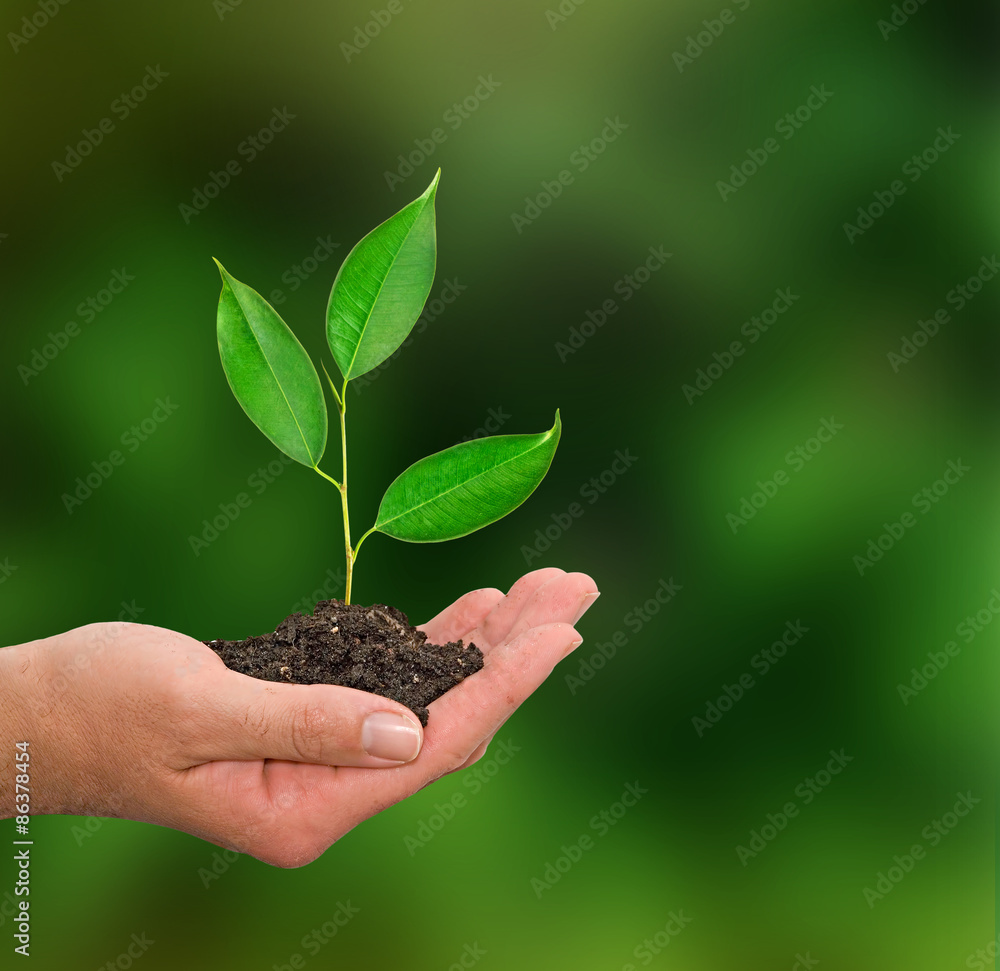 Sapling in hand Sapling in hand