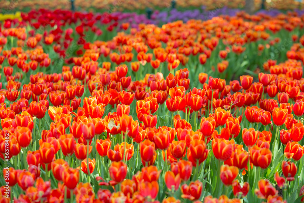 Beautiful tulips in the garden flowers.