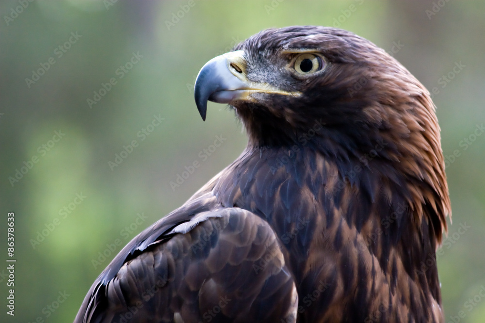 Quadro su tela Golden Eagle Head Shot