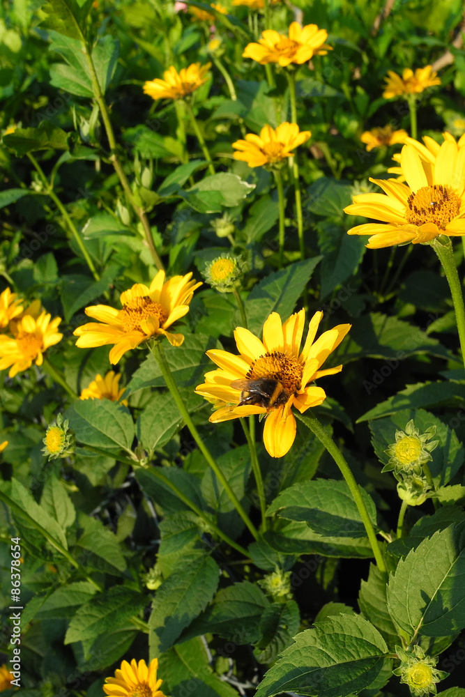 Obraz premium Yellow flowers (asteraceae) and a bumblebee in the early morning with fresh green leaves - in the light of the rising sun