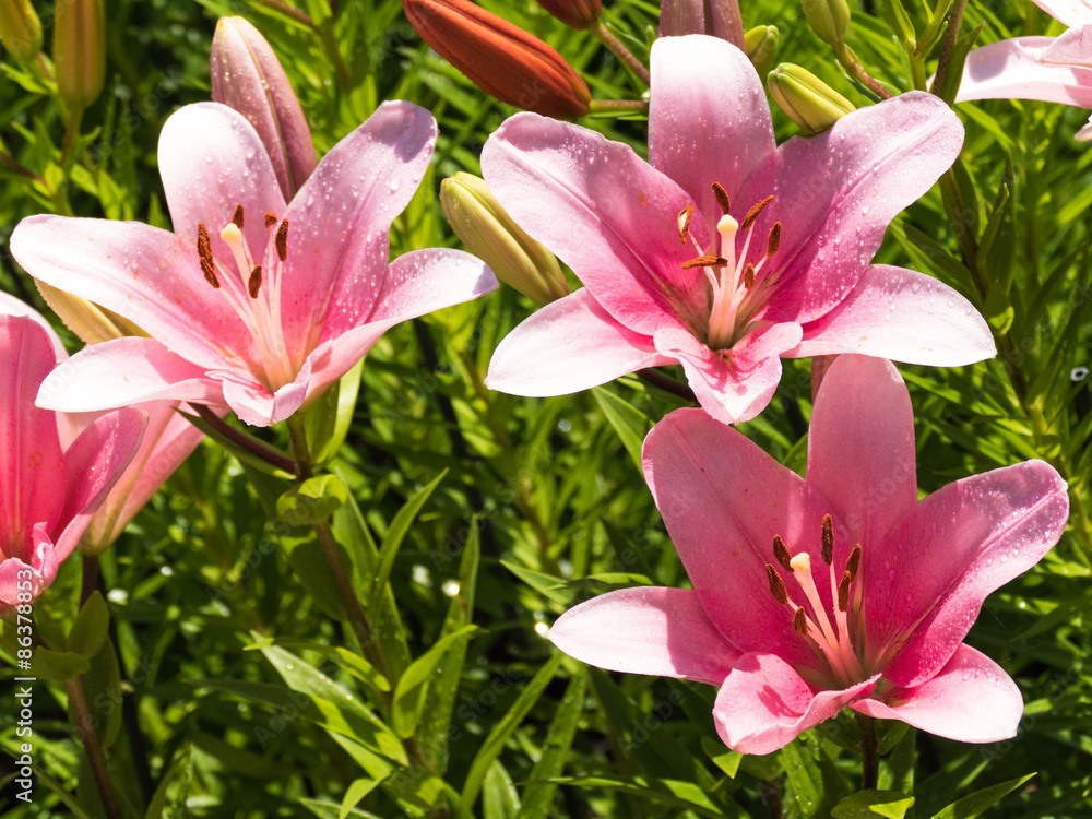 Fototapeta premium ユリ