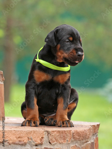 Dobermann puppy on green background