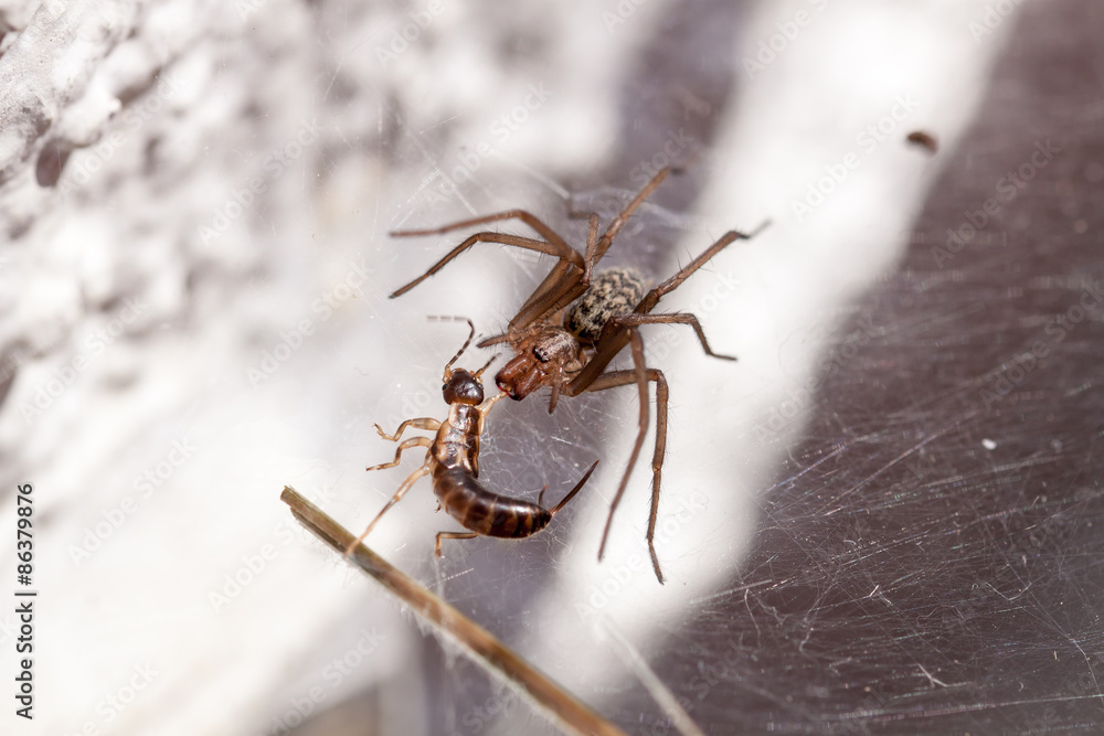 Obraz premium Kampf der Titanen