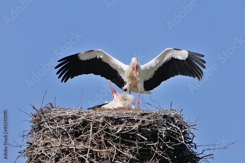 Εκτύπωση καμβά Storks in the nest