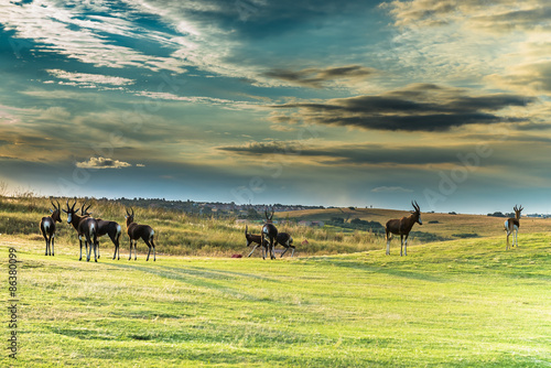 Antelope. South Africa   © kamira
