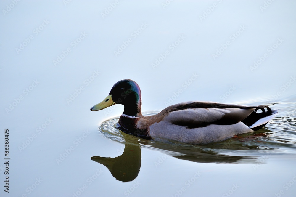 Mallard Mallard