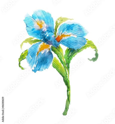 Blue watercolor iris flower