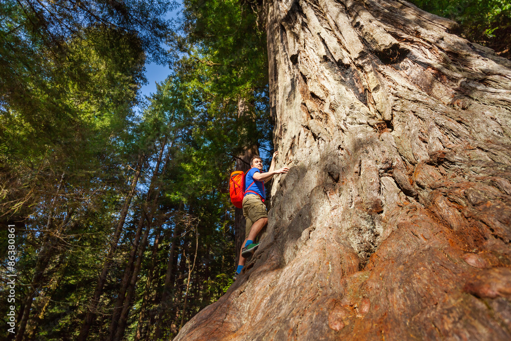 Looking man with backpack climbing on big tree Looking man with backpack climbing on big tree