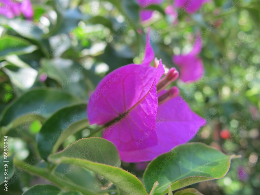 bougainvillea