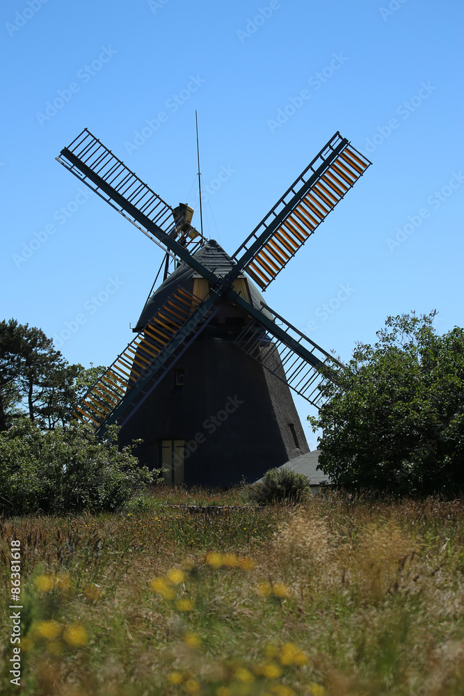 Flowers and historical windmill of Amrum in the background Flowers and historical windmill of Amrum in the background