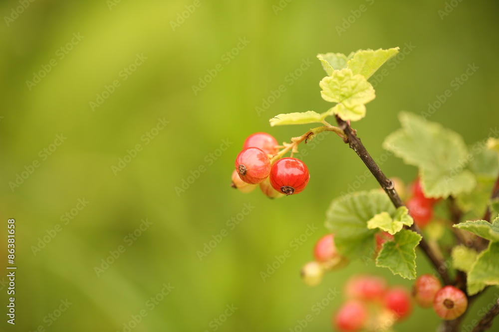 red currants in the garden red currants in the garden