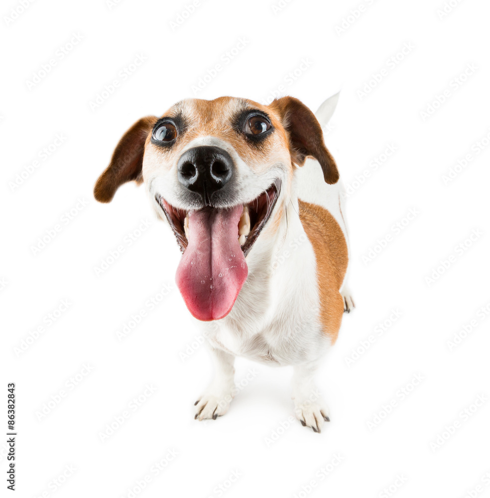 Big smile good-humoured dog debonair and cheerful looking