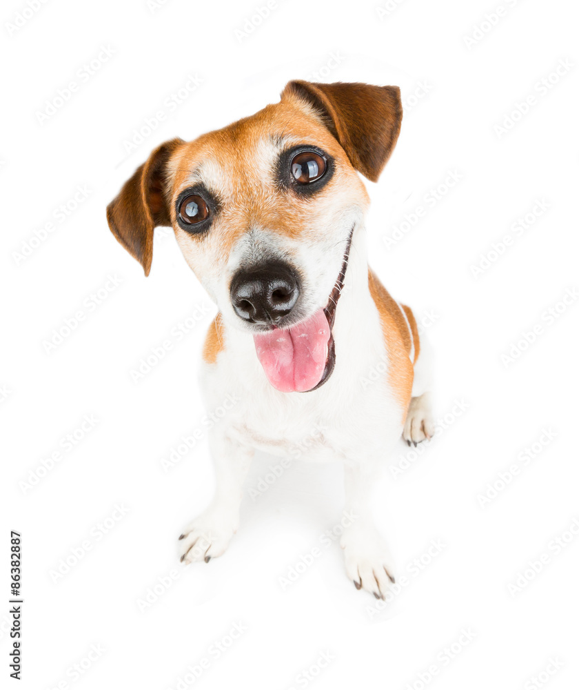 Happy small dog Happy small dog