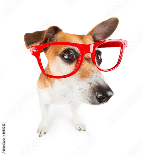 Dog with red glasses kinda looks closely © Iryna&Maya