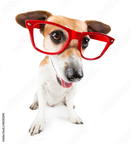 Cool smiling dog with red sunglasses © Iryna&Maya