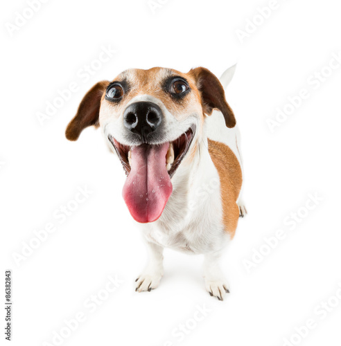 Big smile good-humoured dog debonair and cheerful looking
