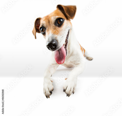 Dog show paws above white banner. isolated over a white 