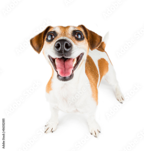 Dog good-humoured pup debonair and cheerful looking 